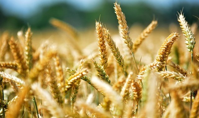 wheat-368867_640